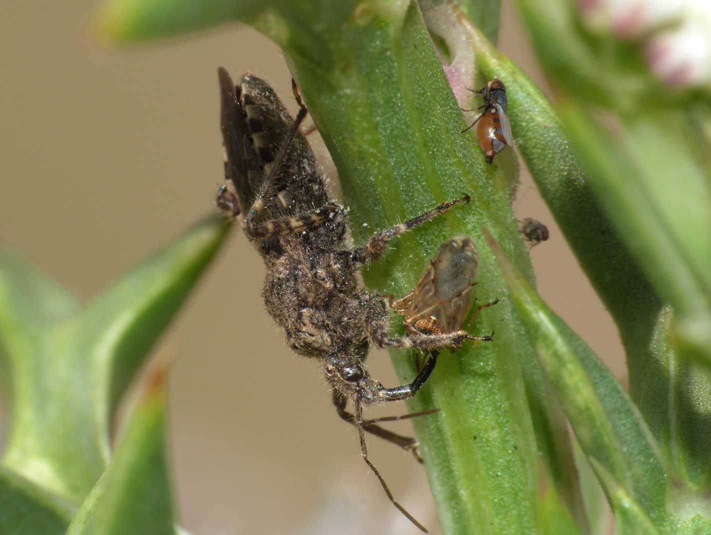 Moschine opportuniste - Milichiidae, Desmometopa sp.